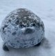 Seal Plush Pillow: Soft Stuffed Animal Toy