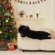 Long Black Cat